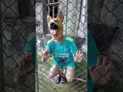 Con chó tài năng được nhận nuôi – Talented dog adopted #shorts