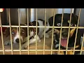 Dogs For Adoption Near Me