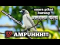 Download Lagu suara pikat burung kekep babi paling ampuh
