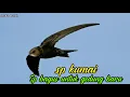 Download Lagu Suara Walet || sp kumai cocok untuk gedung baru