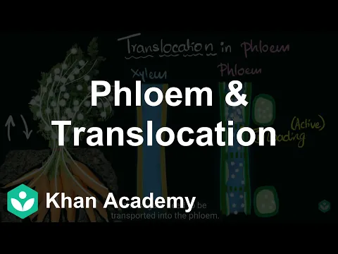 Phloem translocation Life processes Biology Khan Academy - Biology video for Grade 10