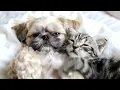 Download Lagu Schattigste duo ooit: puppy en kitten laten harten smelten