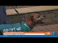 Senior Dog Adoption w AZ Animal Welfare League