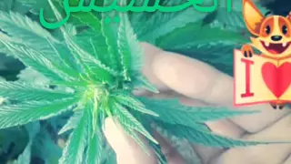 جربها وتشوف شنو هي الحشيش 