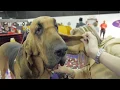 Breed-Specific Grooming Tips from 2013 Westminster Dog Show Petco