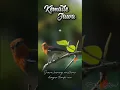 Lagu Suara masteran burung kemade jawa ( sepahan ) dengan terapi air #kicaumania #kemadegacor #sepahan