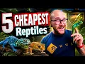 Top 5 CHEAPEST Reptiles