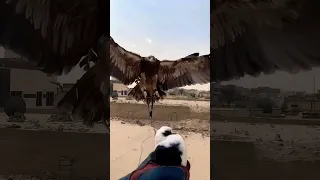 صقر يفترس حمامه 