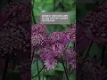 Download Lagu 8 plants which flower in shade