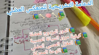 الدعامة التشريحية للمنعكس العضلي ثانية ثانوي علوم تجريبية علوم الطبيعة و الحياة 2as 