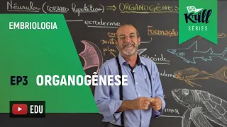 Organogênese (Embriologia - EP 3) | Biokrill Series