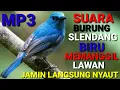 Download Lagu Suara Burung Selendang Biru Gacor ll Kehicap Ranting Gacor ll Suara Sikatan ninon Gacor