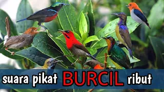 Download SUARA pikat ampuh burung kecil ribut MP3