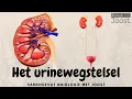 Het urinewegstelsel | De nieren en de blaas | Samenvatting