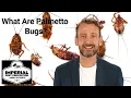 What Are Palmetto Bugs