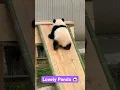 Download Lagu Panda Slide Karte Huye 🐼✨ | Cute Aur Funny Video 🐼❄️ #shorts #panda #pandas