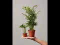Parlor Palm Parlour palm repotting