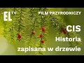 Download Lagu Cis. Historia zapisana w drzewie