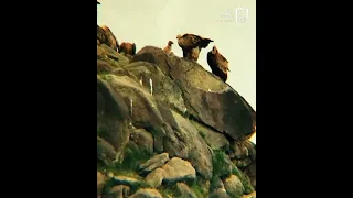 اليمن اكسبلور Bee صعدة النظافه 