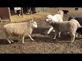 Great Pyrenees Breaks up Fight