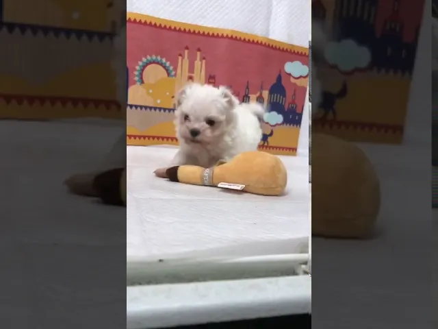 動画