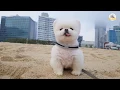 Download Lagu 물을 좋아하는 강아지가 바다를 처음 봤을때 반응