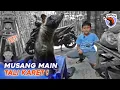 Lagu NGAJAK MUSANG MAIN TALI BARENG PONAKAN ! #SAWAN