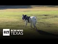 Fort Worth Animal Care Control saving more pets that ever - Good News Unit