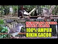 Kumpulan Suara BURUNG CIBLEK paling AMPUH untuk pancingan ciblek macet agar bunyi