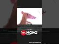Download Lagu Learn how to rig and animate an illustration with Moho! ✨