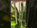 Silver vs White Gold vs Platinum Can You Tell The Difference