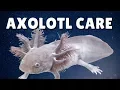 AXOLOTL CARE GUIDE Housing Feeding Tank Mates Ambystoma mexicanum