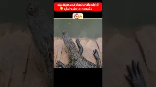 الراجل ده لقى تمساح فى حديقة بيته مش هتصدق عمل معاه ايه 