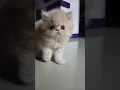 Download Lagu Malu malu kucing