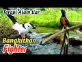 Lagu “Therapy Murai Premium: Atmosfer Sungai Hutan Liar yang Meningkatkan Fighter Mode