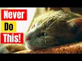 5 Common Mistakes Cat Owners make