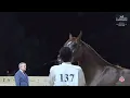 Download Lagu N 137 LADY R RAR   Red Sea International Arabian Horse Show 2025   Fillies 3 Years Old   Section B C