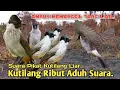 Download Lagu SUARA PIKAT KUTILANG RIBUT ADUH SUARA. AMPUH MEMANGGIL YANG LIAR..