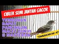 Download Lagu CIBLEK SEMI JANTAN GACOR TEMBAKAN RAPAT UNTUK MASTERAN \u0026 PANCINGAN BUNYI #ciblek #masteranburung