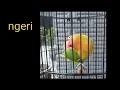 Download Lagu lovebrid ngekek 6 menit tanpa jeda