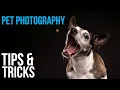 Pet Photography Tips Posing Tricks