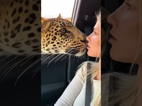 Leopard Comes Face-to-Face with a Woman 😳🐆 | Unbelievable Wildlife Moment