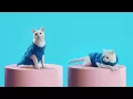 Wish TV Commercial Amazing Things Fashion iSpot tv
