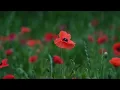 Gentle Wind Through a Poppy Field Peaceful Nature Ambience for Relaxation Sleep Study 3 Hours