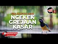 Download Lagu 🔴Masteran Cucak Cungkok Super Gacor Bongkar Isian Greja Tarung Ngekek Kasar