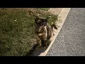 Download Lagu A stray cat stopped me while walking my dog—she was asking me to take her and her unborn kitten home