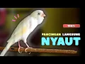 Download Lagu Kenari GACOR Panjang Cuit Cuit PANCINGAN KENARI Paud Agar BUNYI - Kenari PAUD Belajar BUNYI || 581