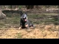 Dogs 101 Australian Cattle Dog