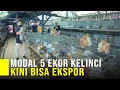 Download Lagu Iseng Pelihara Kelinci Jadi Pintu Rezeki Kini Bisa Ekspor Ke Berbagai Negara