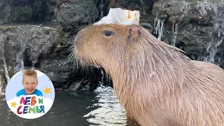Капибара ныряет в воду. Смешной, веселый, плавающий капибара в зоопарке Тайланда. Лев и Семья